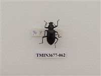 藏品(偽步行蟲)的圖片